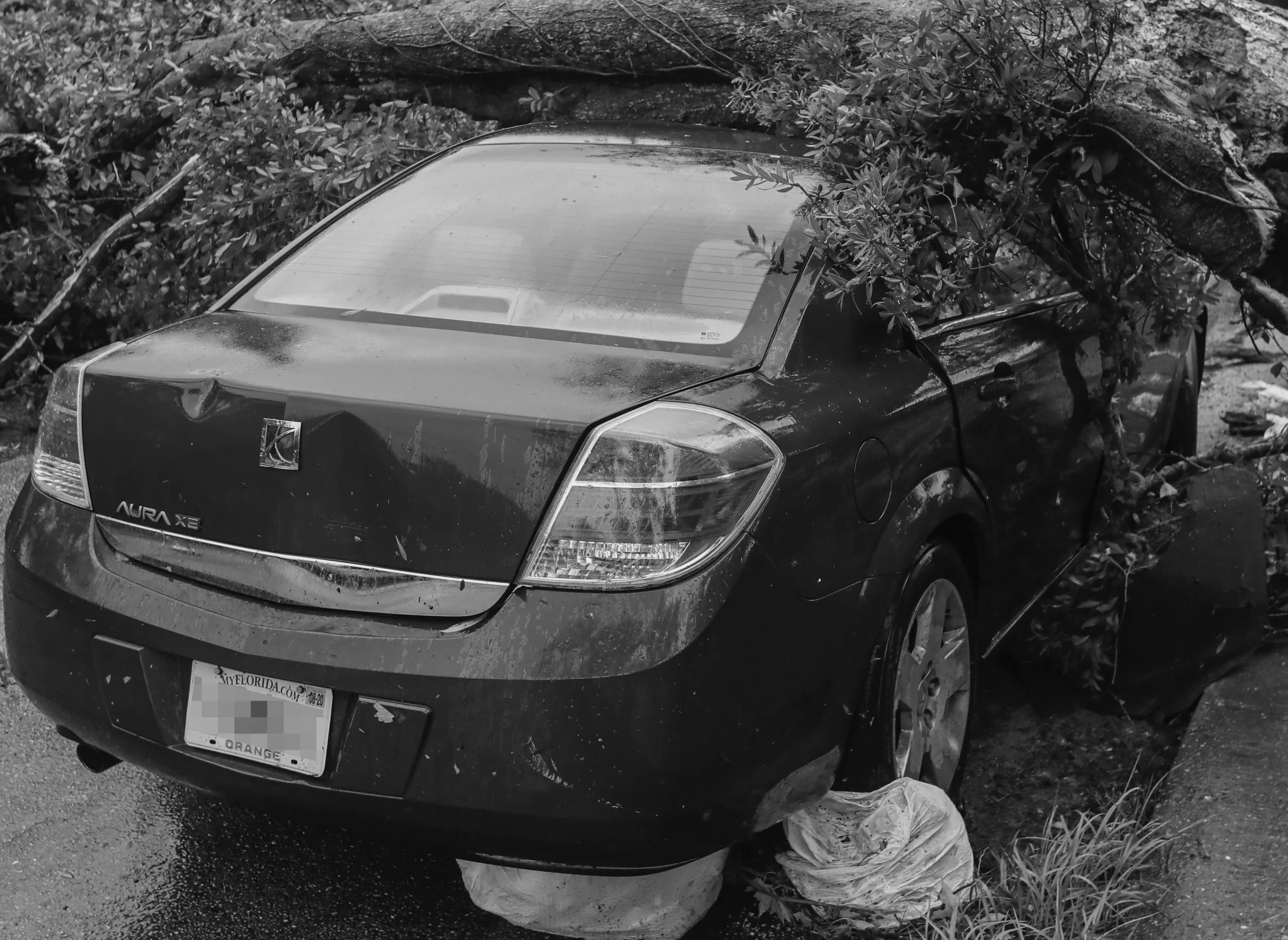 Rear view of a car crushed by a fallen tree in flood-affected area.